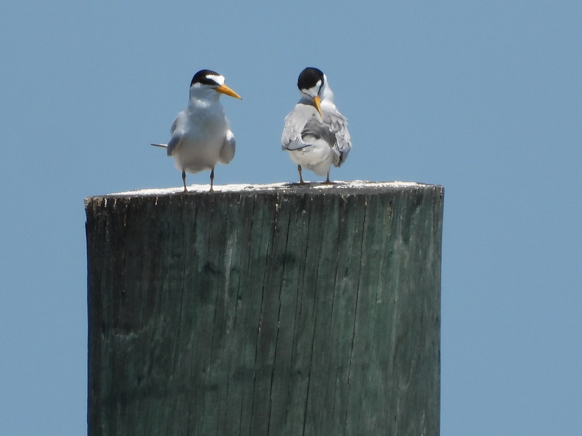 Least Tern - Amy Grimm