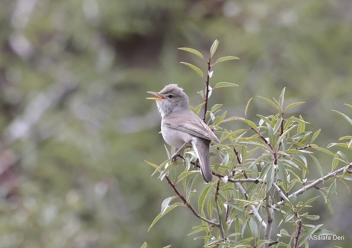 Upcher's Warbler - Fanis Theofanopoulos (ASalafa Deri)