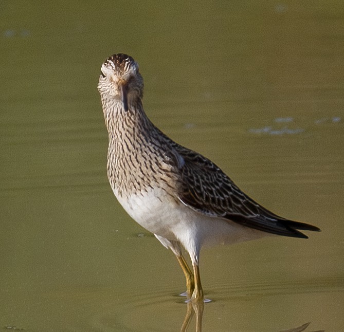 Pectoral Sandpiper - José Martín