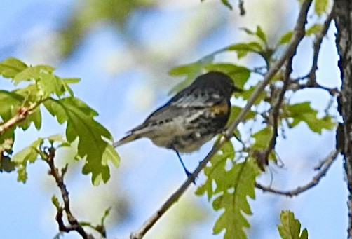 Yellow-rumped Warbler (Audubon's) - Mohini Rawool-Sullivan