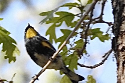 Yellow-rumped Warbler (Audubon's) - Mohini Rawool-Sullivan