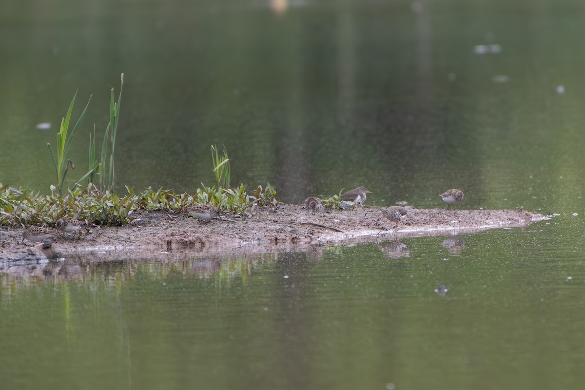 Spotted Sandpiper - Kevin ODonnell