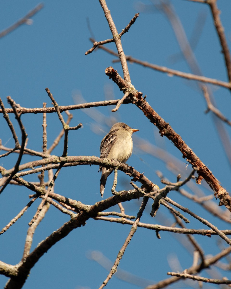 Eastern Wood-Pewee - Pamela Steiner