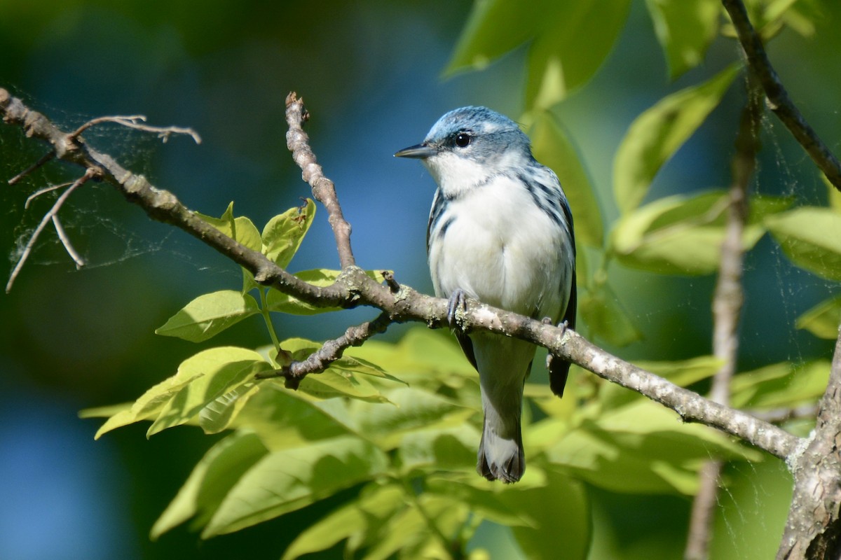 Blauwaldsänger - ML619576968