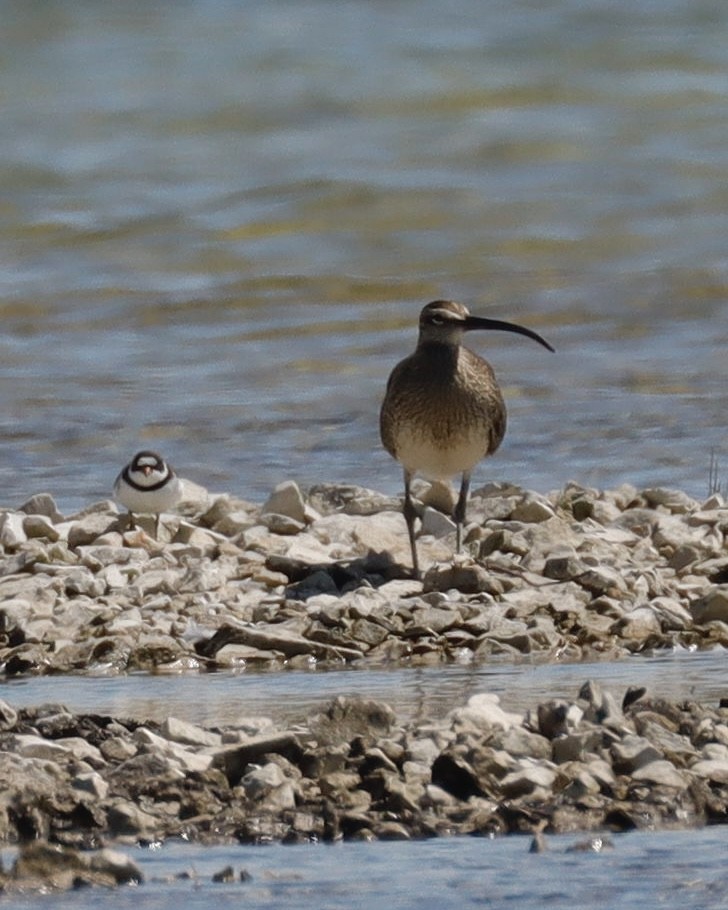 Whimbrel - Sue Kurtz