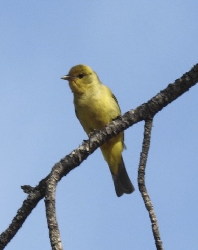 Western Tanager - Mohini Rawool-Sullivan