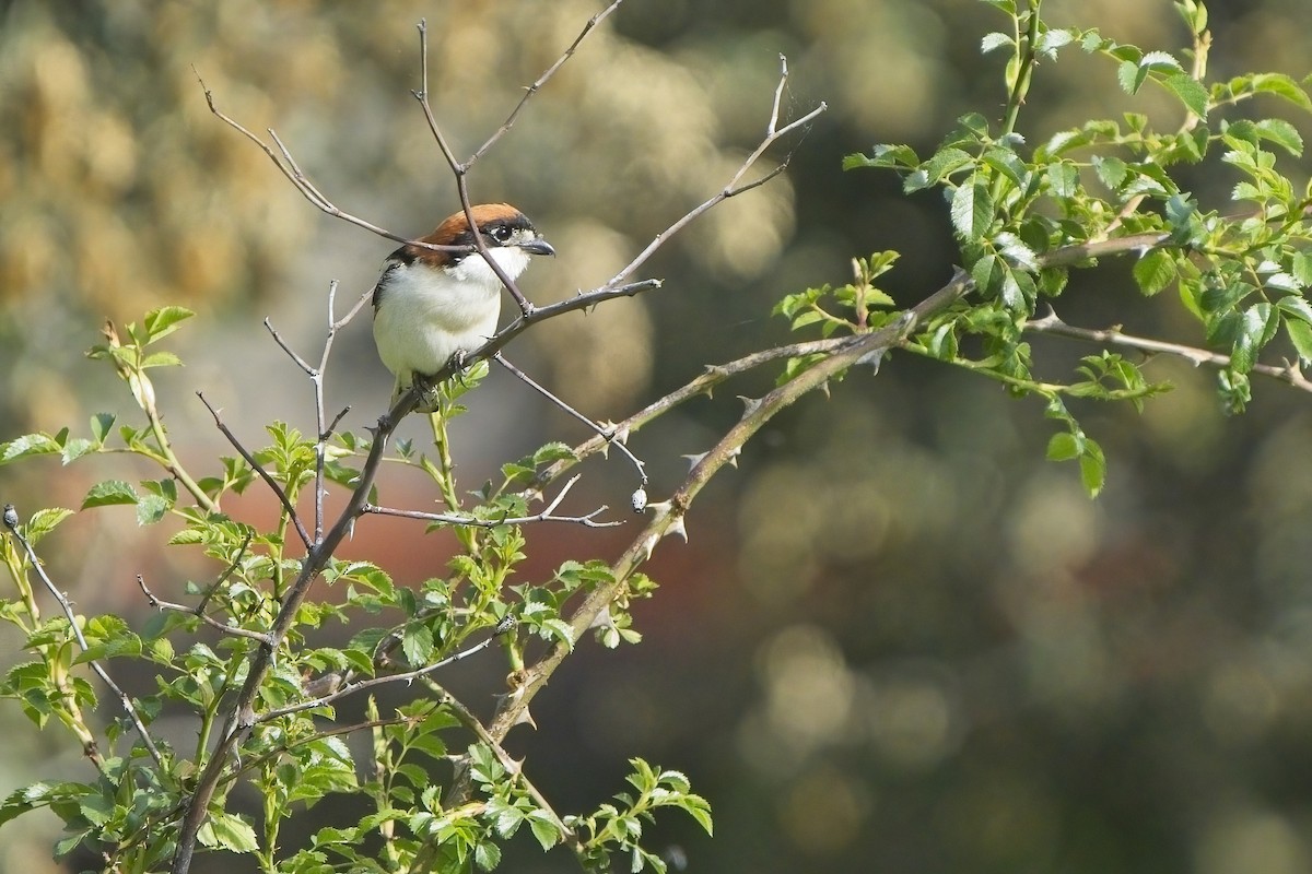 Woodchat Shrike - Xabier Vázquez Pumariño