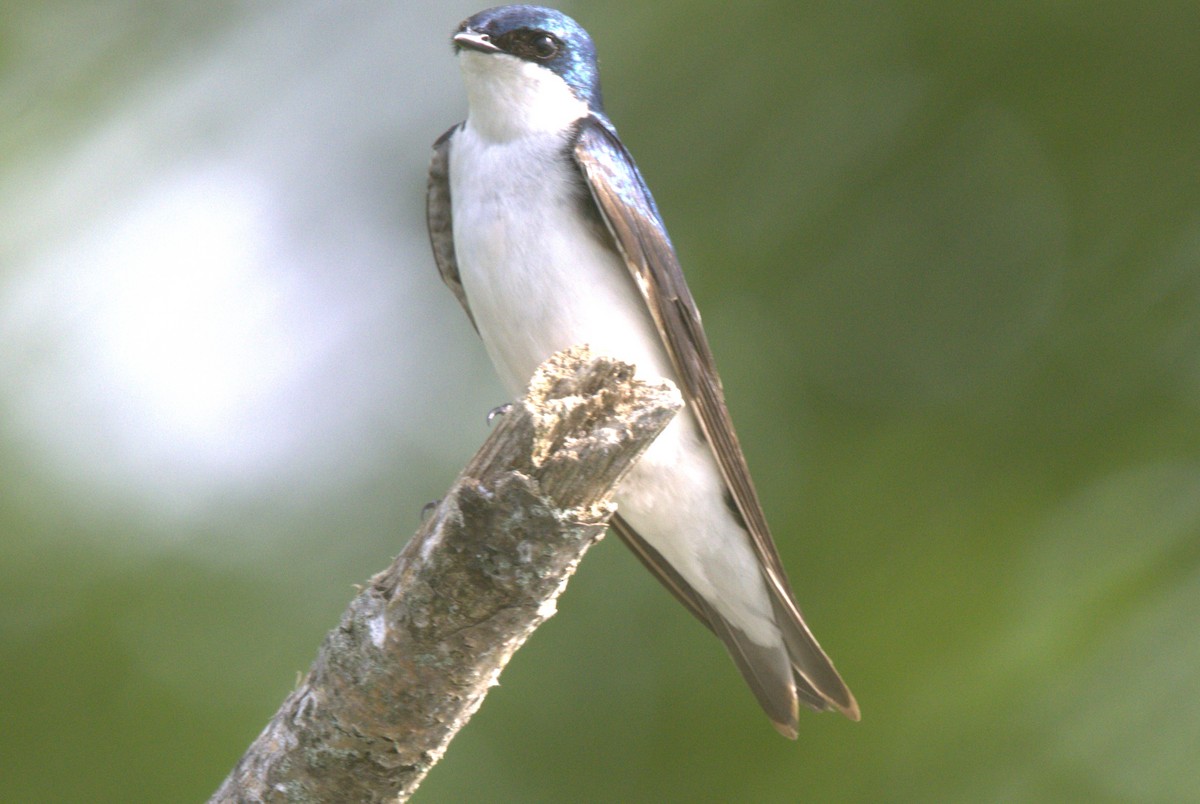 Tree Swallow - David Bennett