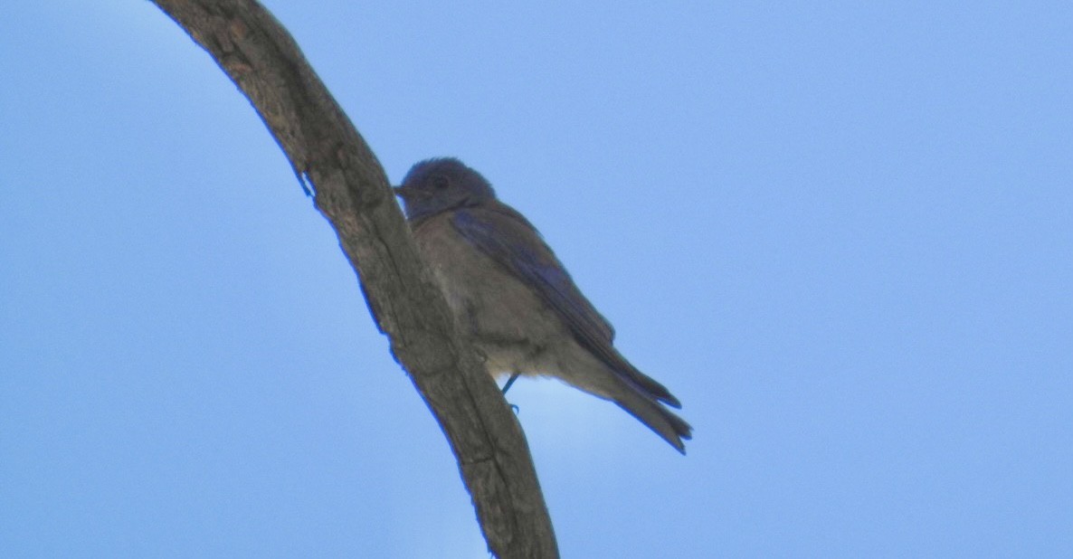 Western Bluebird - Mohini Rawool-Sullivan