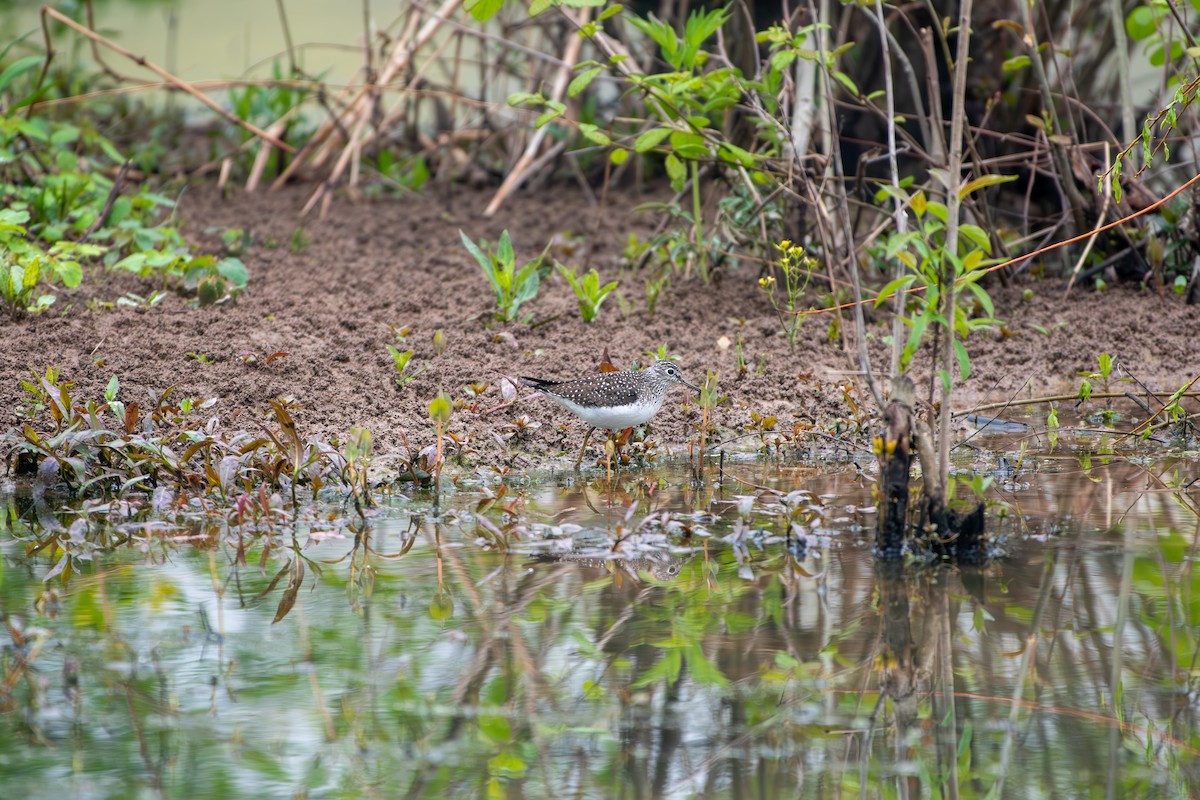 Solitary Sandpiper - Kevin ODonnell