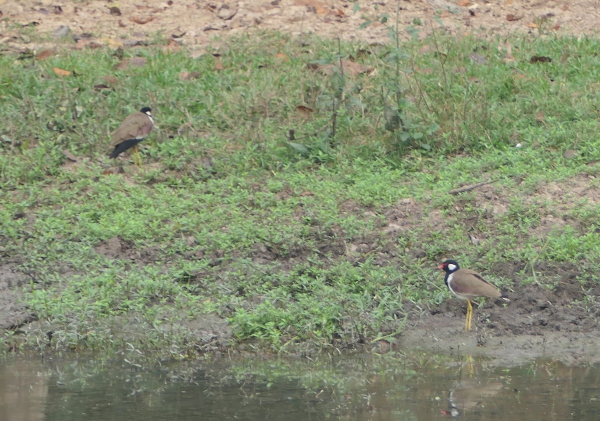 Red-wattled Lapwing - ML619576997