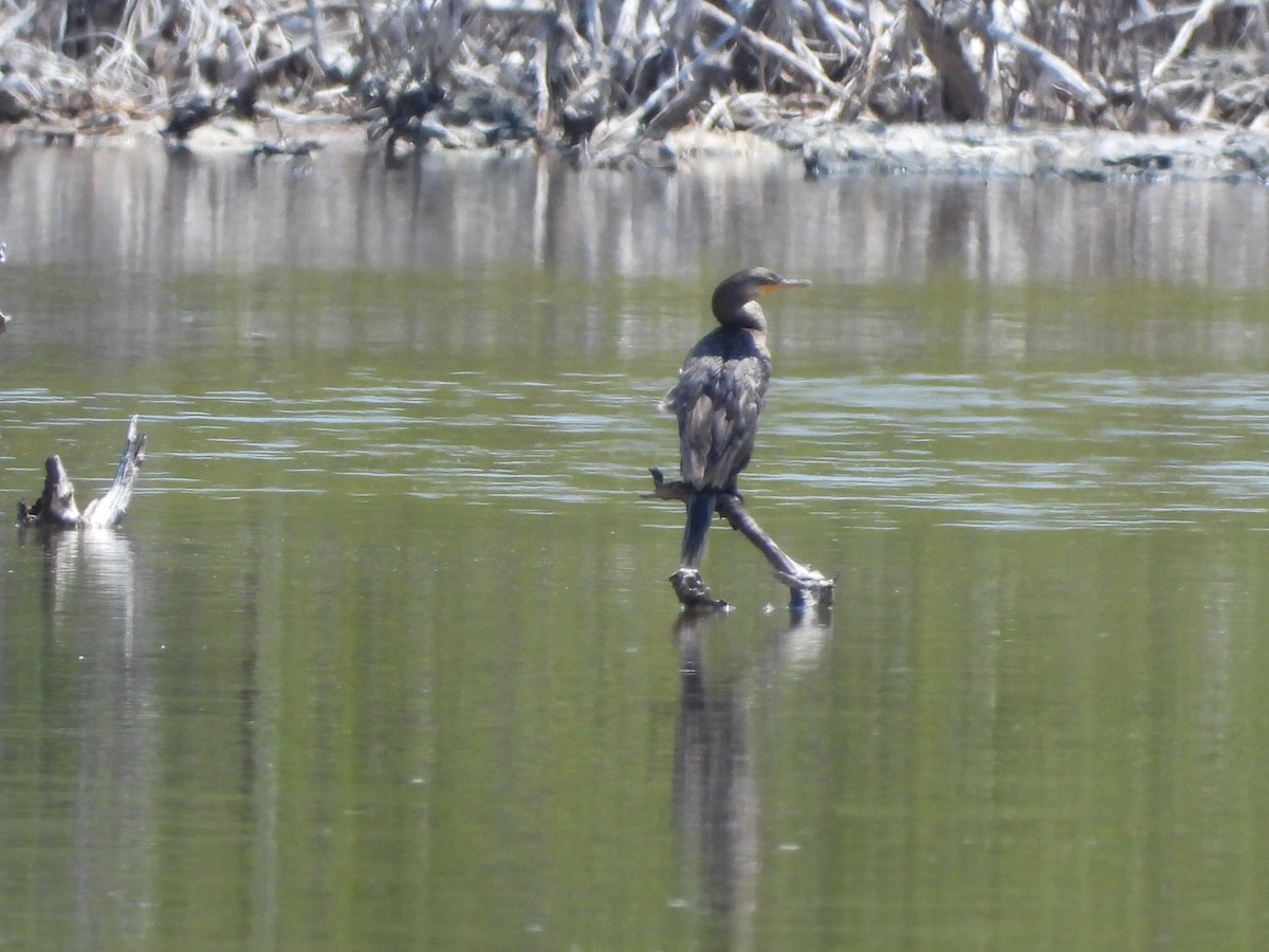 Neotropic Cormorant - Amy Grimm