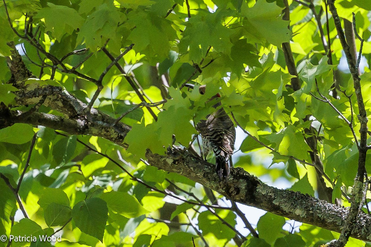 Northern Flicker (Yellow-shafted) - ML619577012