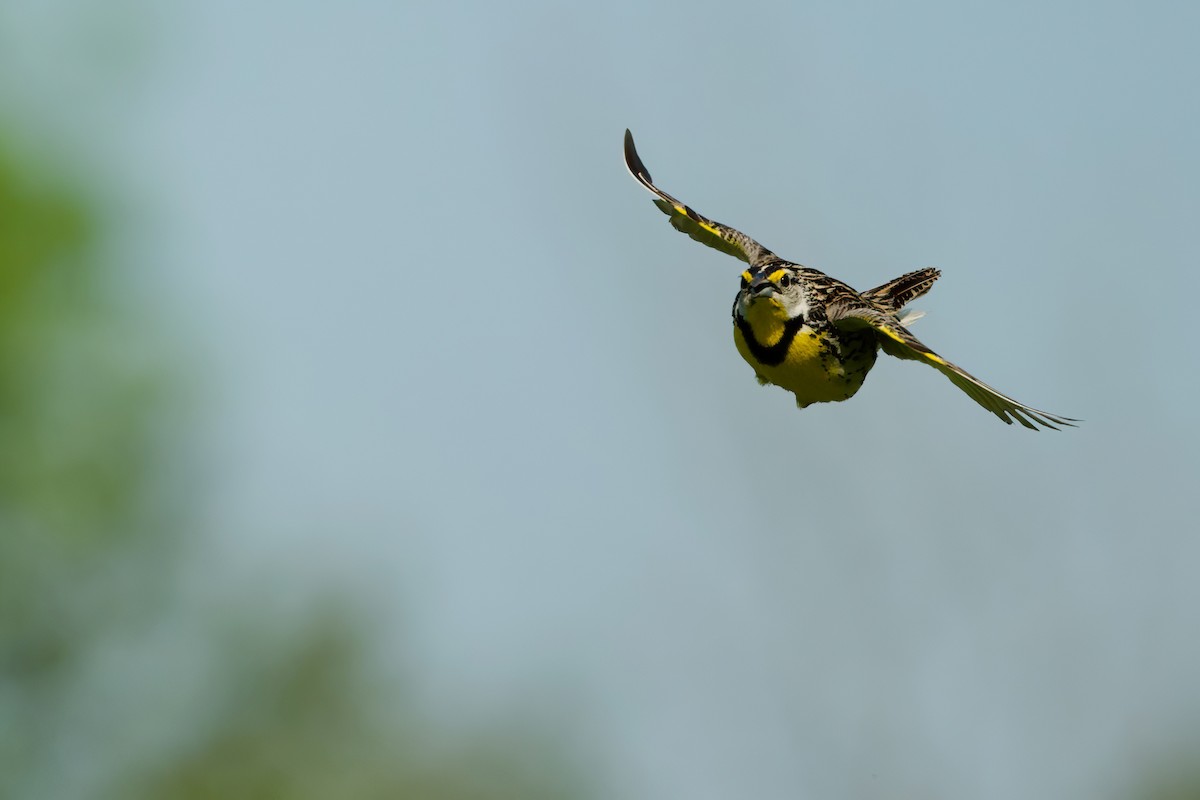 Eastern Meadowlark - ML619577015