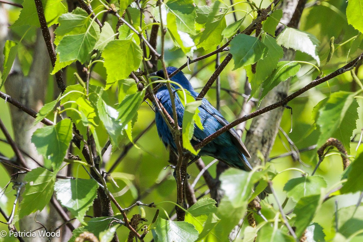 Indigo Bunting - Patti Wood