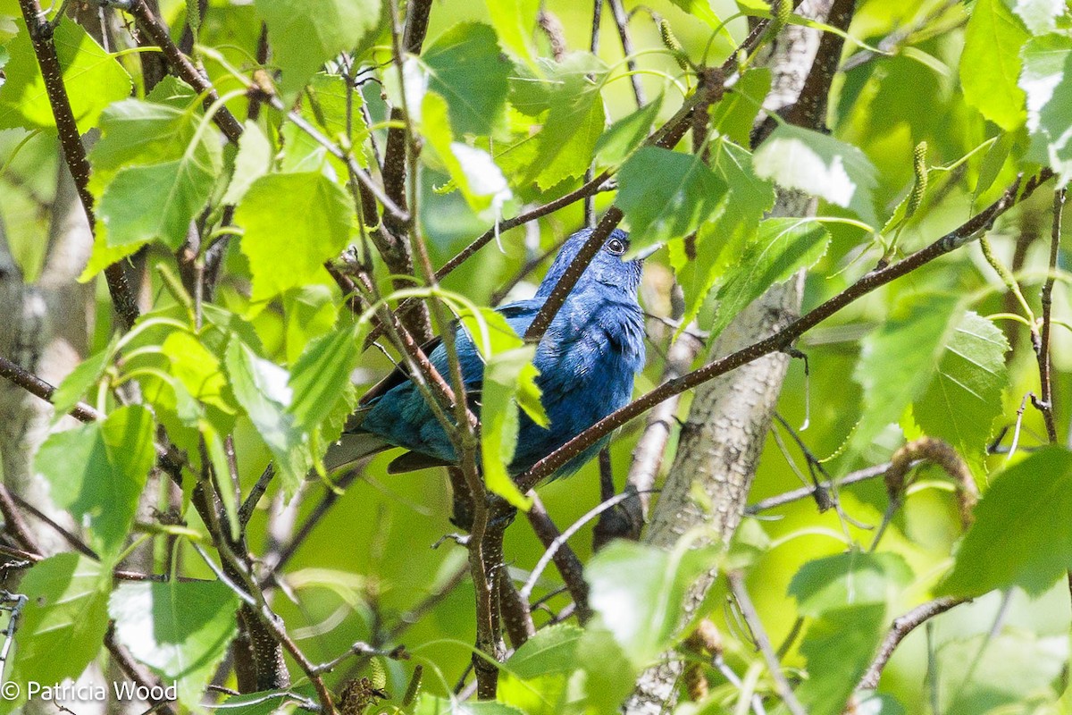 Indigo Bunting - Patti Wood