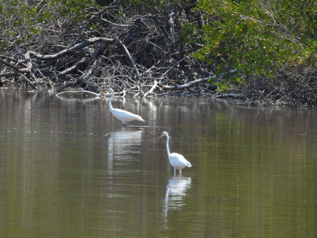 Great Egret (American) - Amy Grimm