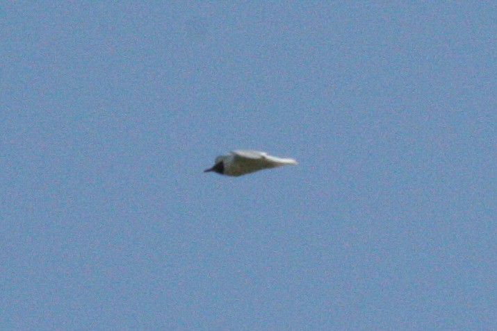 Black-headed Gull - Maksym Repa