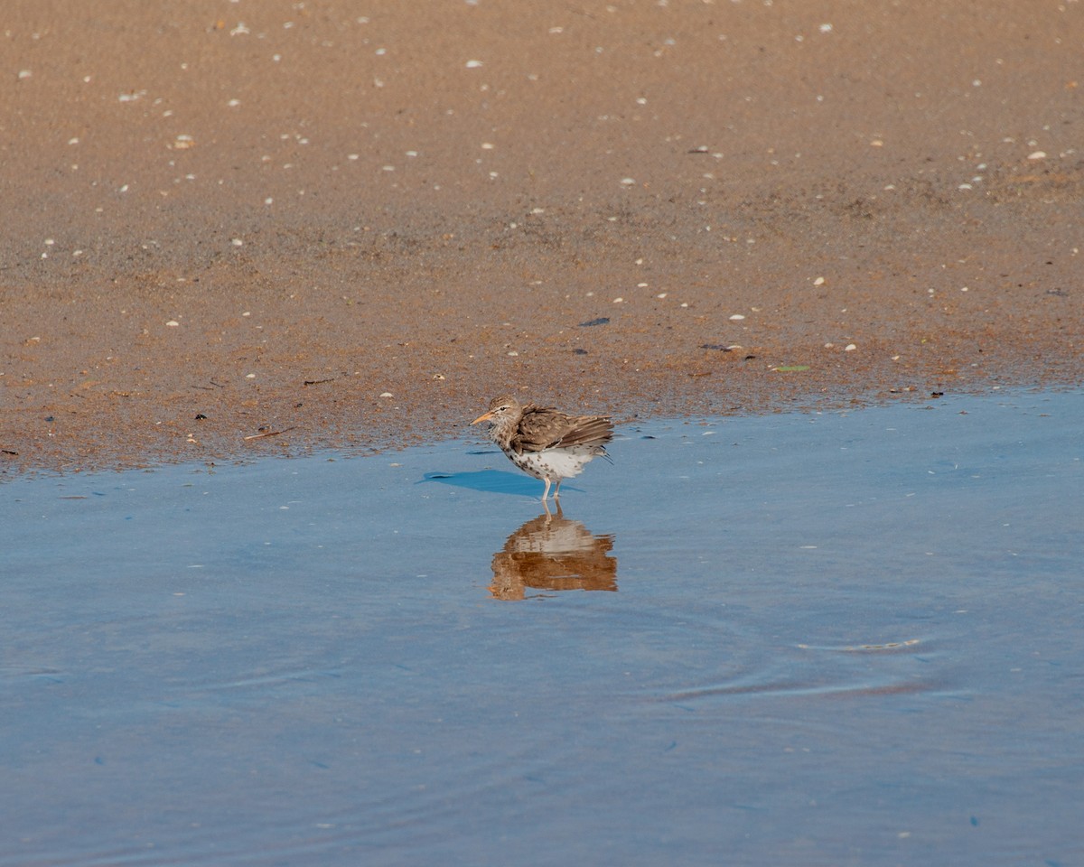 Spotted Sandpiper - Pamela Steiner