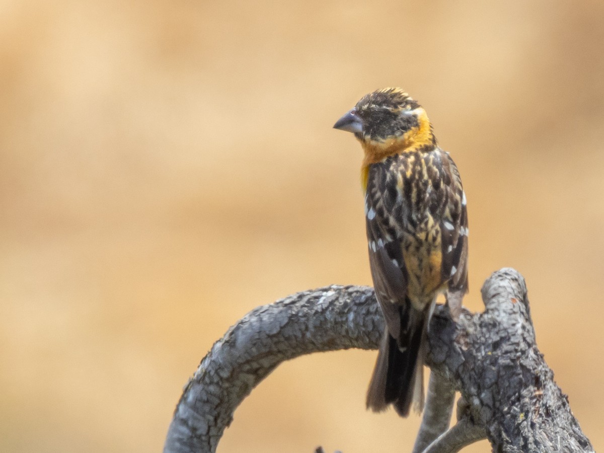 Black-headed Grosbeak - Michael Gehrisch