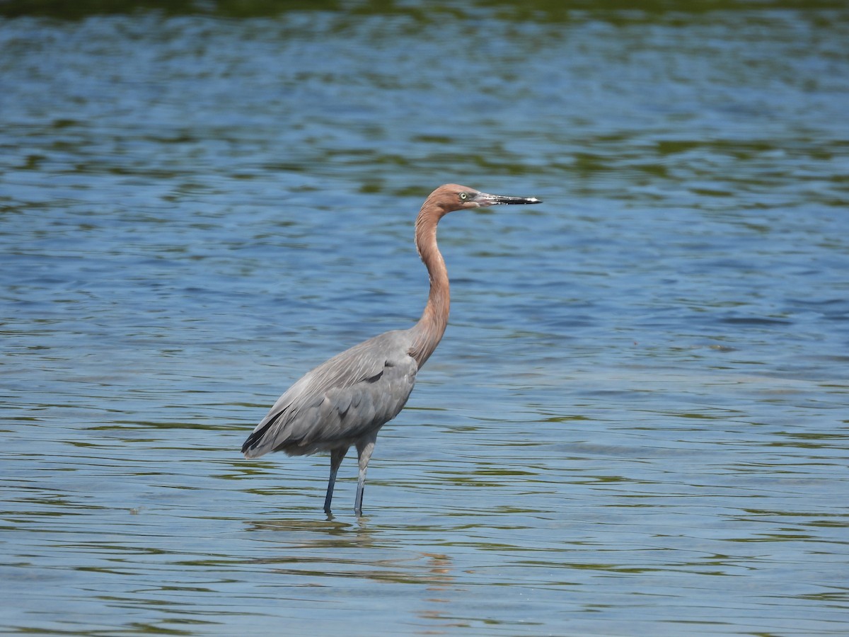 Reddish Egret - Amy Grimm