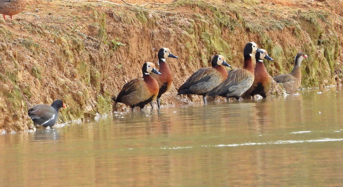 White-faced Whistling-Duck - Miguel Angelo Biz