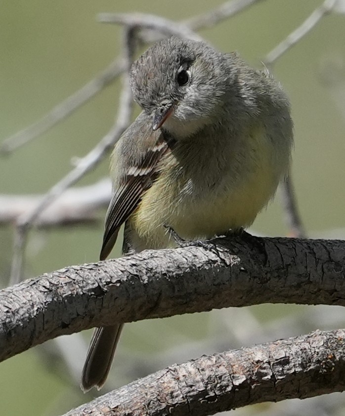 Gray Flycatcher - Georges Kleinbaum