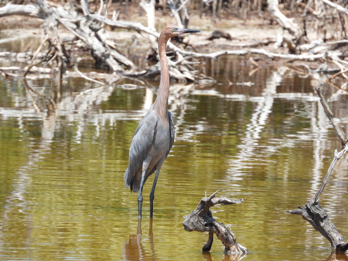 Reddish Egret - ML619577049