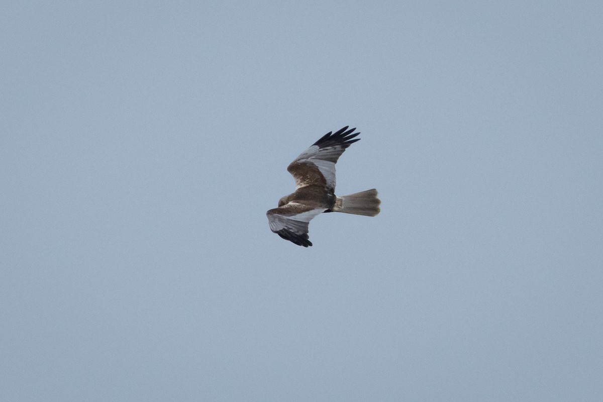 Western Marsh Harrier - Joren van Schie