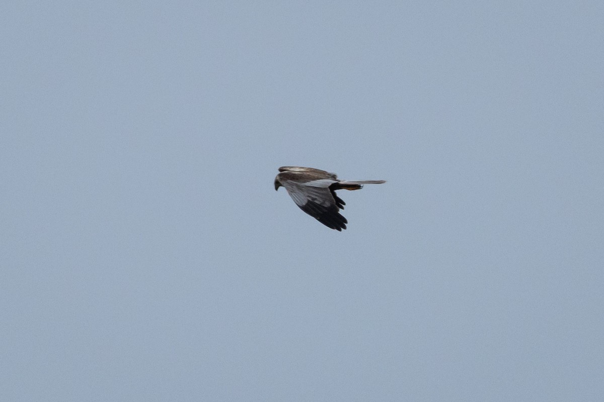 Western Marsh Harrier - Joren van Schie