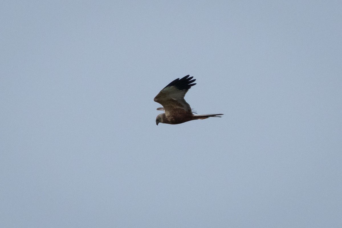 Western Marsh Harrier - Joren van Schie