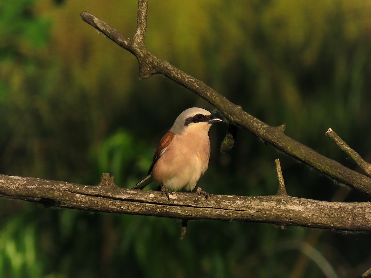 Red-backed Shrike - Maksym Repa