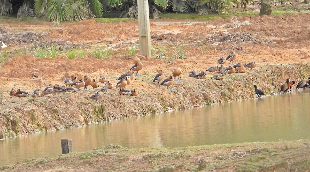 Fulvous Whistling-Duck - Miguel Angelo Biz