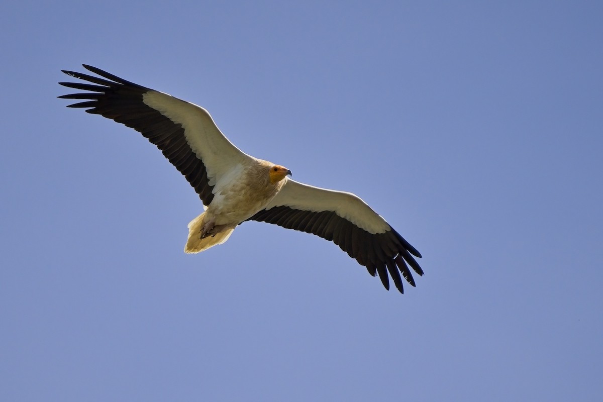 Egyptian Vulture - Xabier Vázquez Pumariño