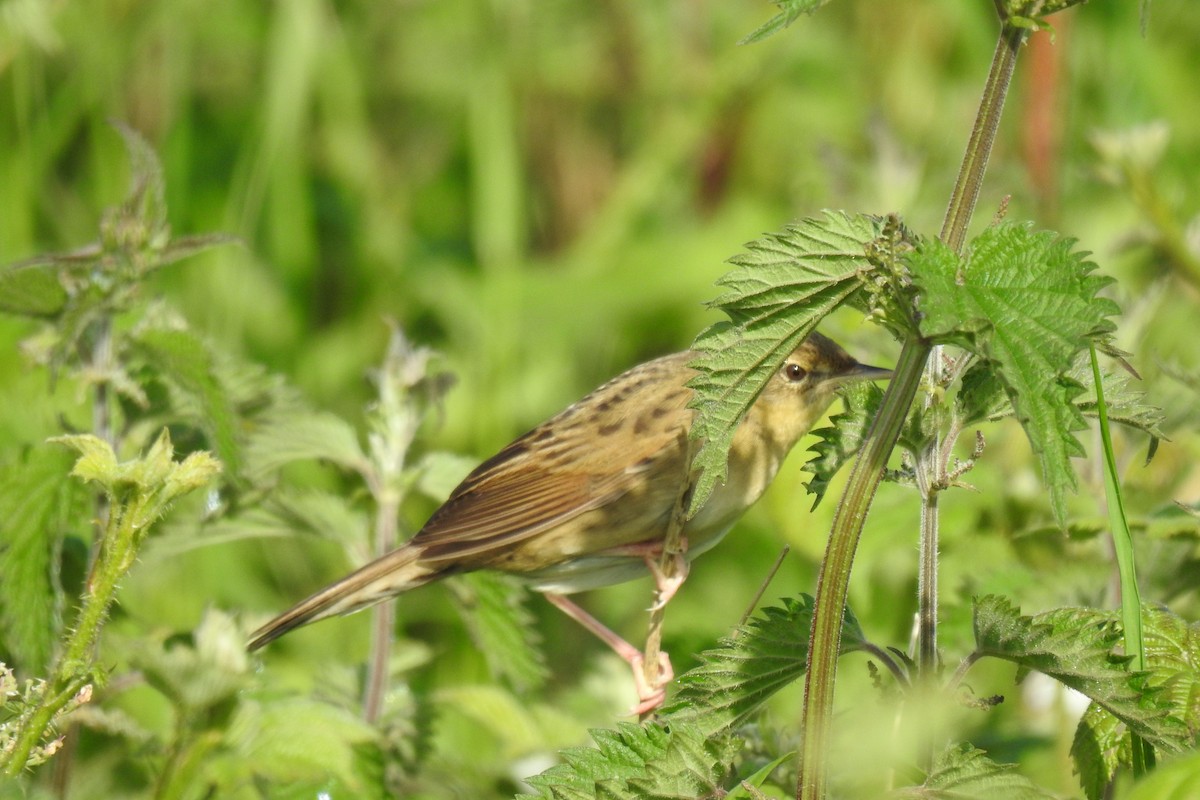 Common Grasshopper Warbler - Peter Hines