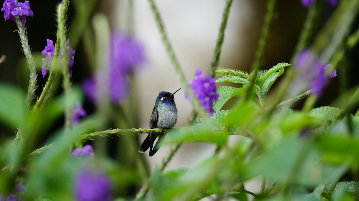 kolibřík ekvádorský - ML619577068