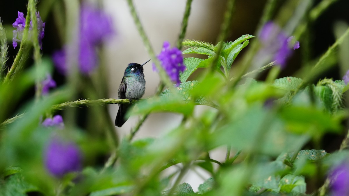 kolibřík ekvádorský - ML619577069