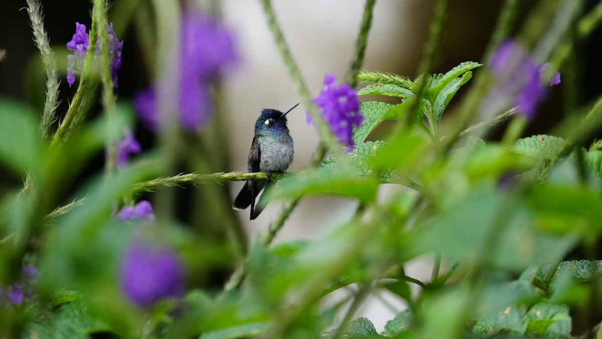 kolibřík ekvádorský - ML619577070