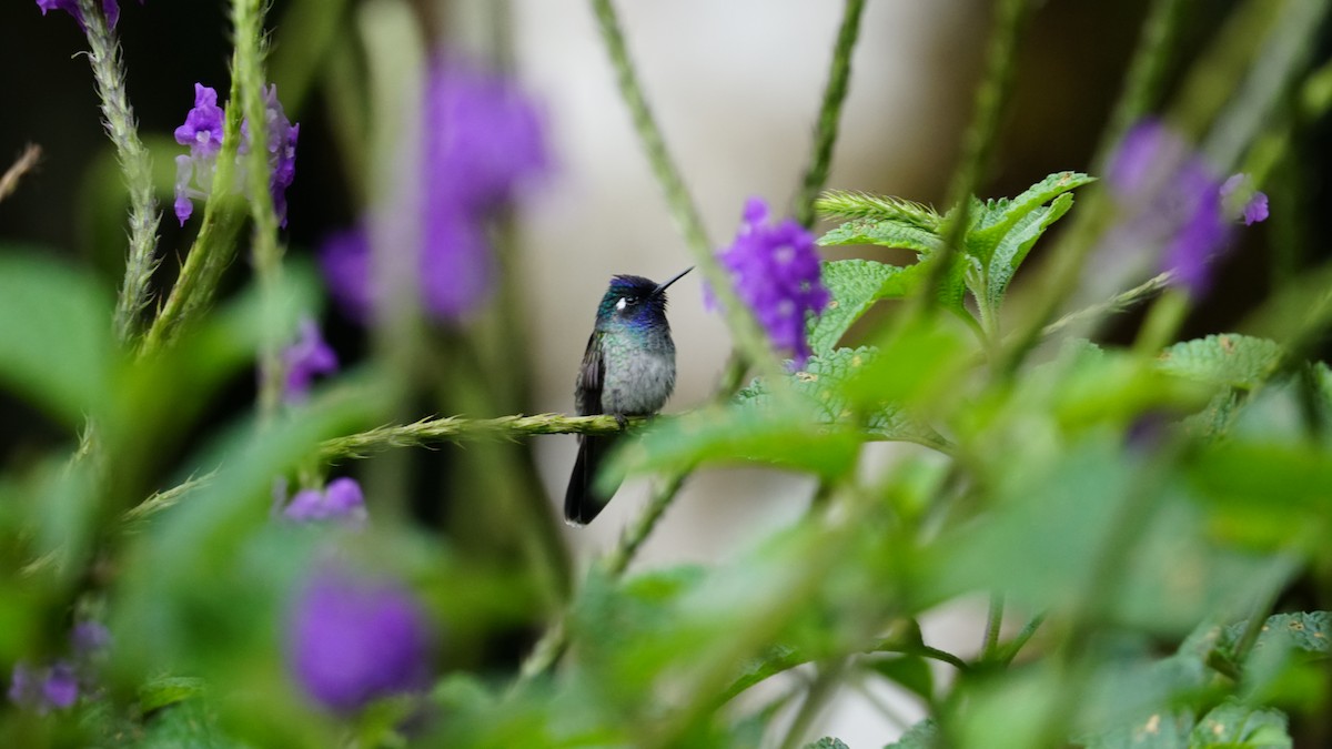 Colibri à queue mi-blanche - ML619577071