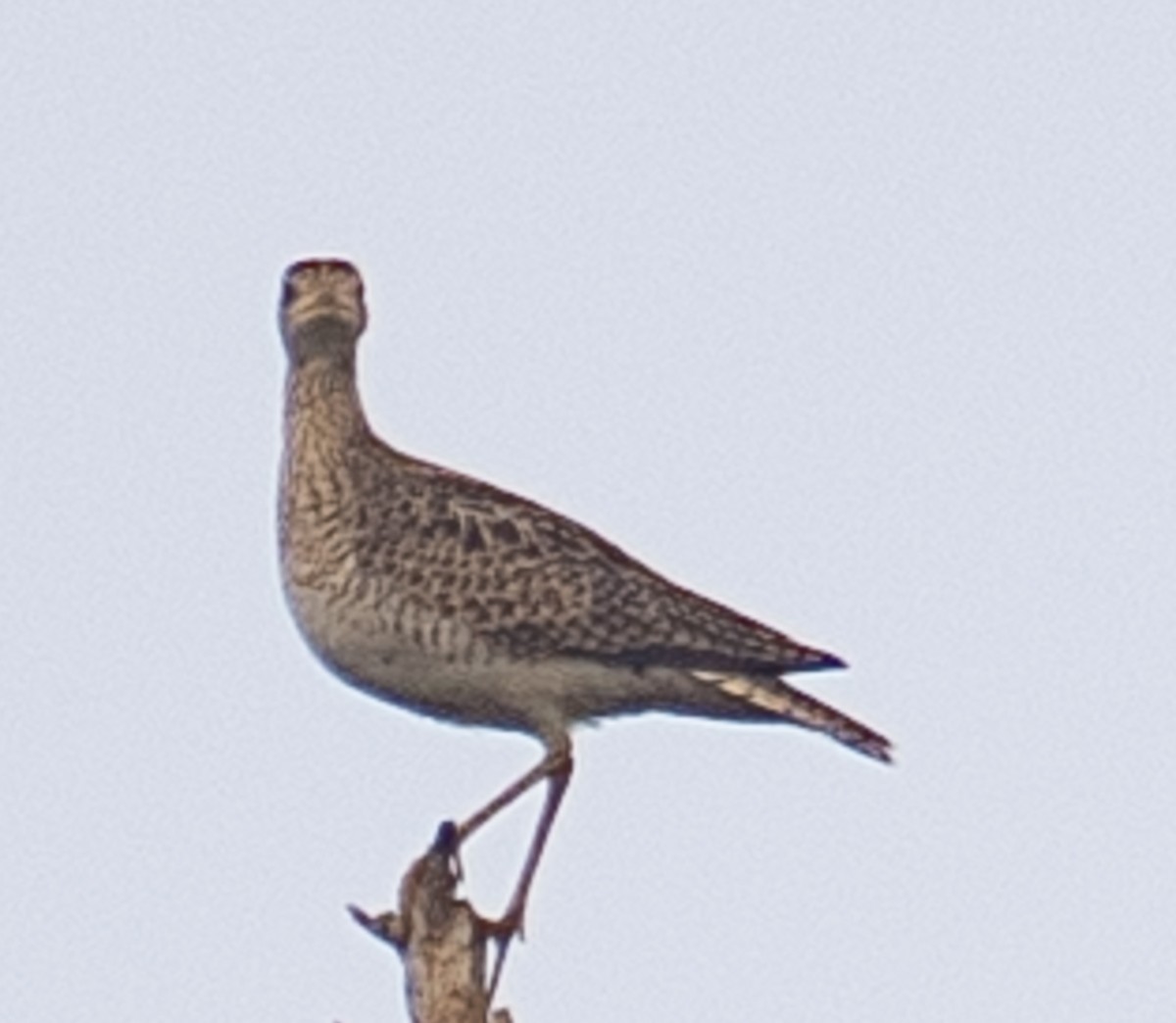 Upland Sandpiper - Lynn Chapman