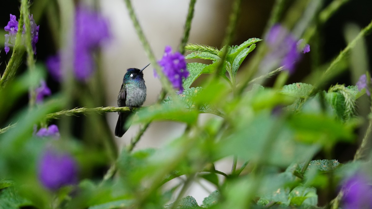 kolibřík ekvádorský - ML619577073