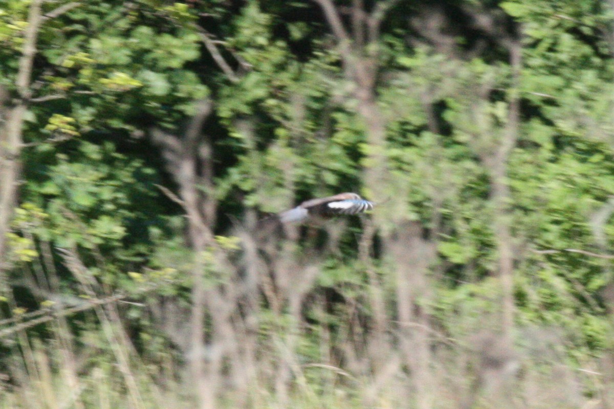 Eurasian Jay (Black-capped) - ML619577079