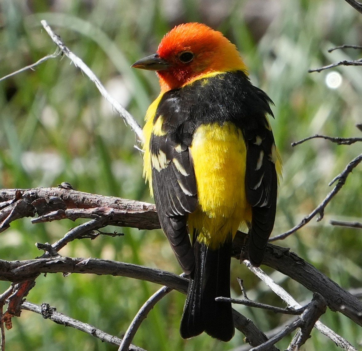 Western Tanager - Georges Kleinbaum