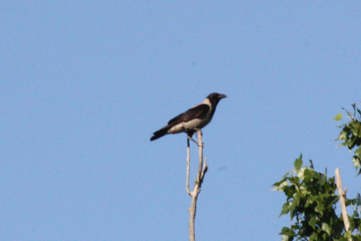 Hooded Crow - ML619577082