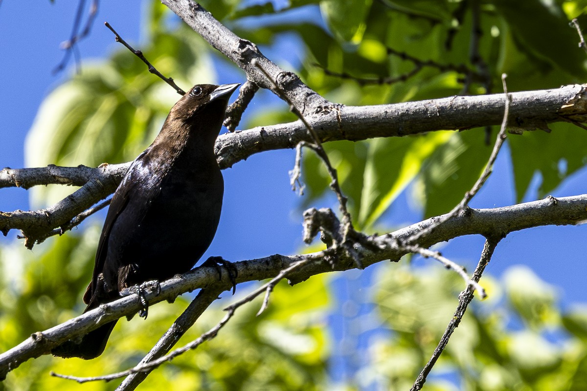 Brown-headed Cowbird - Jef Blake