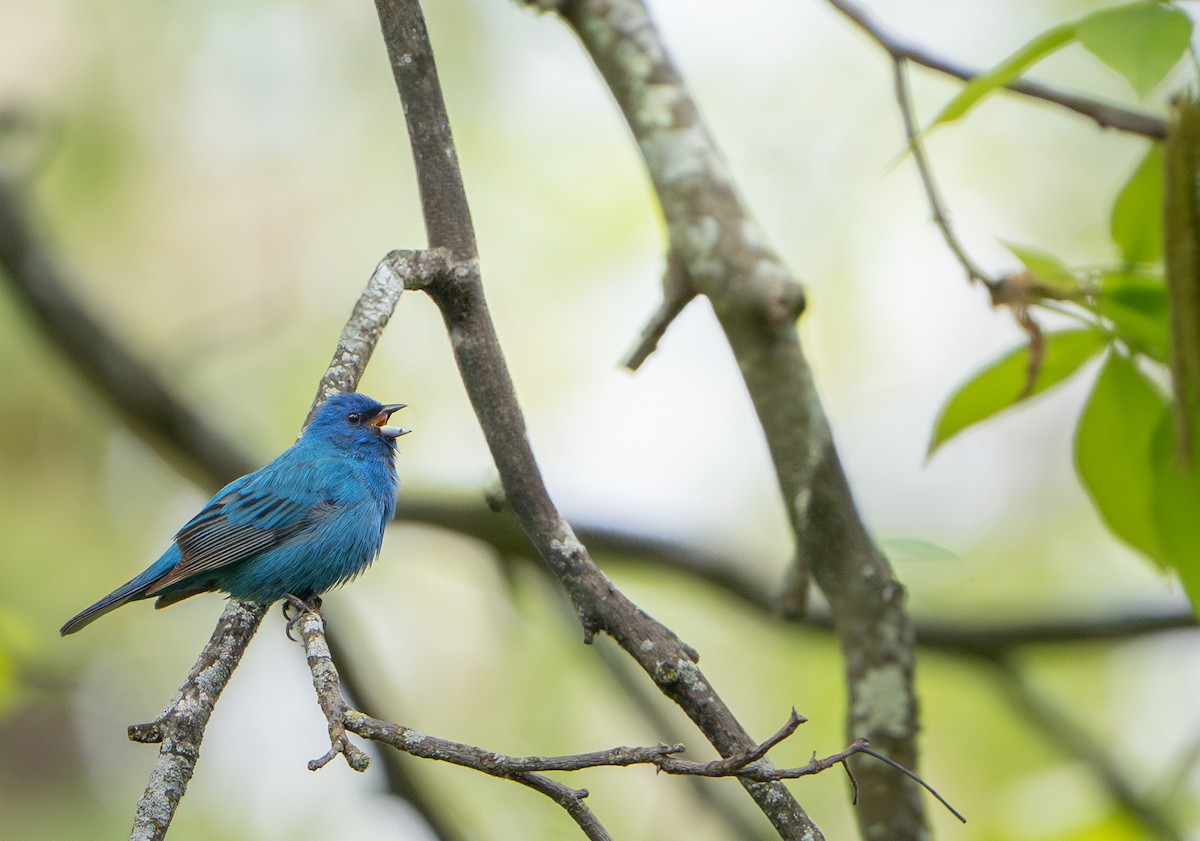 Indigo Bunting - Kerry Snyder