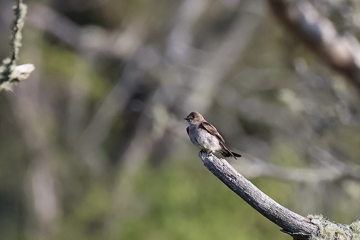 Northern Rough-winged Swallow - ML619577088