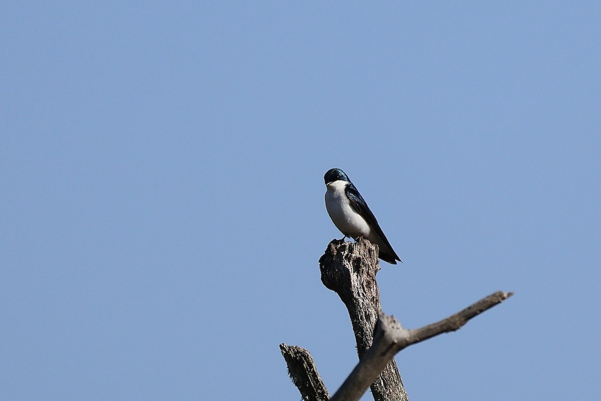 Tree Swallow - ML619577092