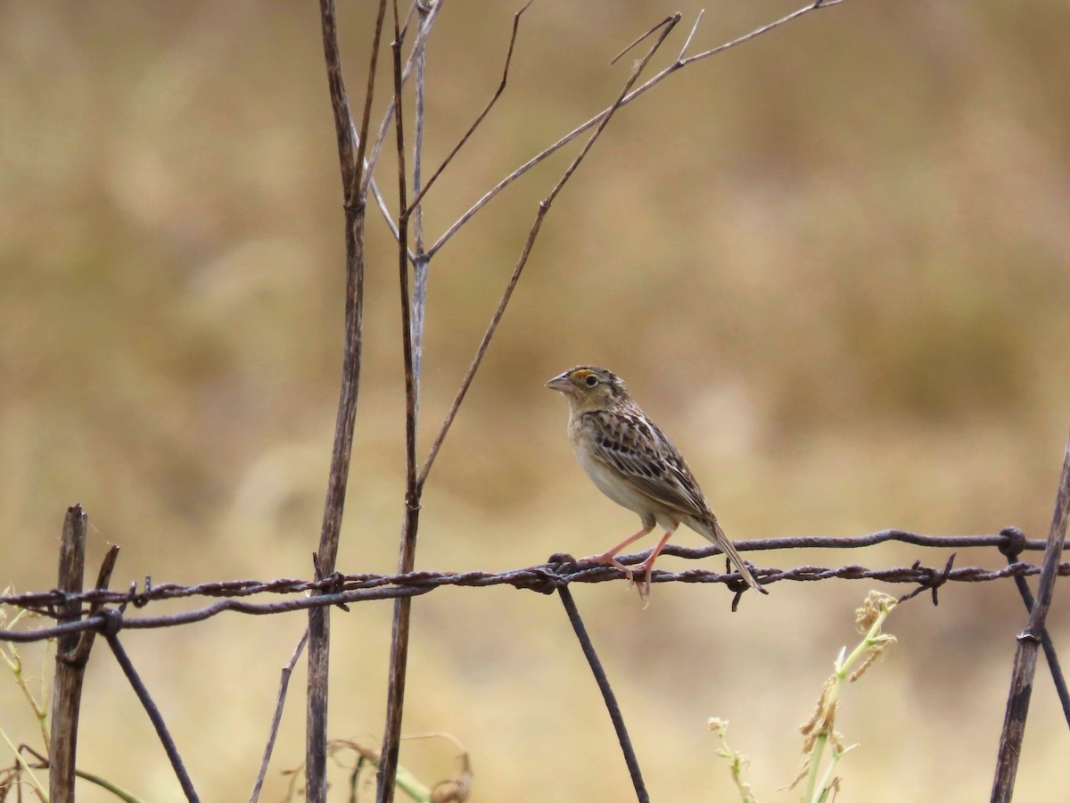 Grasshopper Sparrow - Randy Morgan