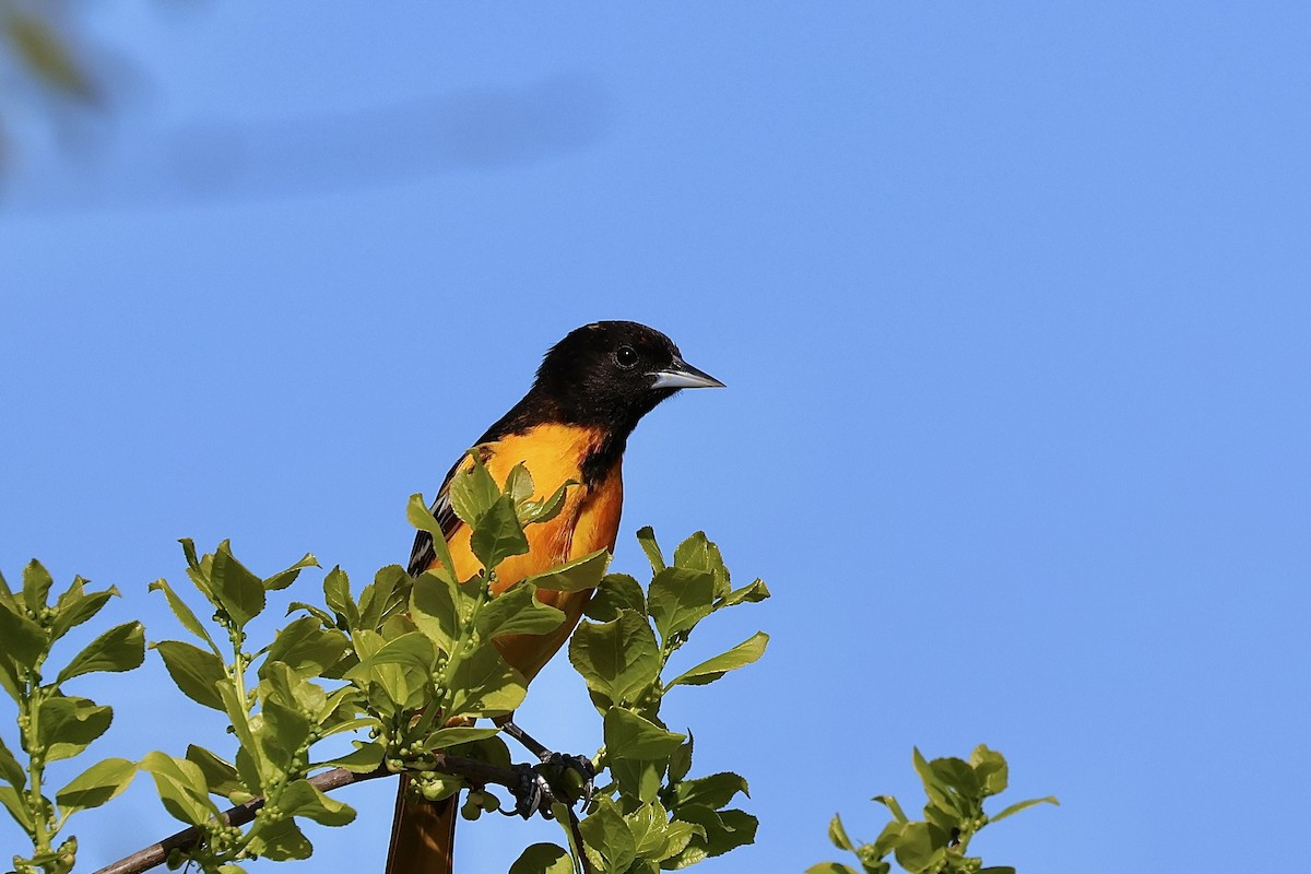 Baltimore Oriole - Ethan Seufert